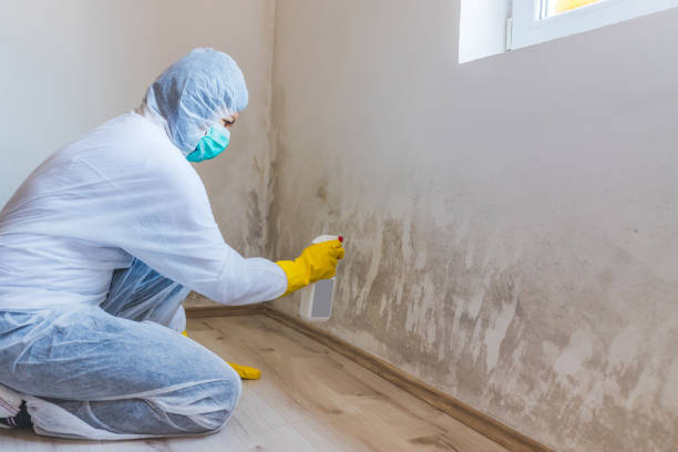 Professional mold removal team in Pompano Beach